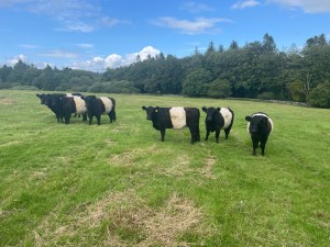 Belted Galloways