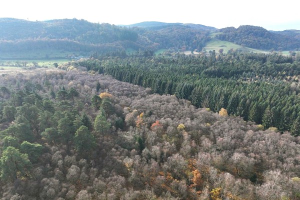 East Dalskairth Moss Wood