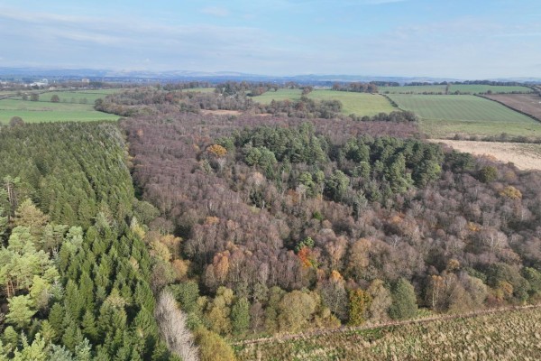 East Dalskairth Moss Wood