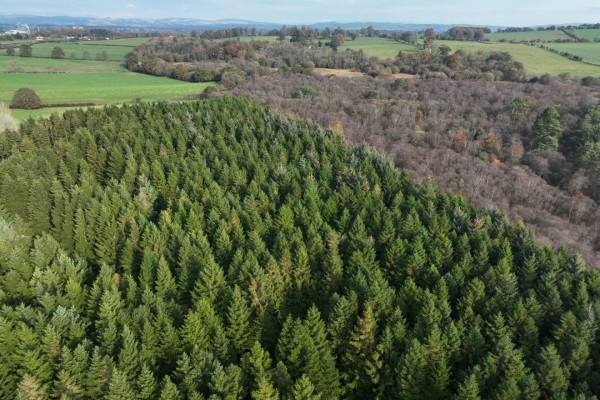 East Dalskairth Moss Wood